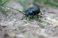 Timarcha tenebricosa