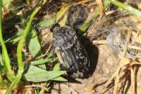 Thanatophilus sinuatus