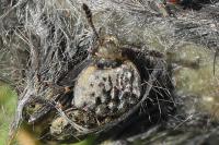 Thanatophilus sinuatus