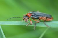 Cantharis pellucida