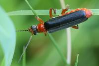 Cantharis pellucida