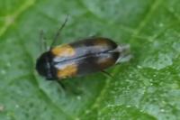Anaspis fasciata