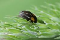 Anaspis fasciata