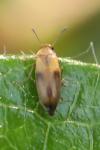 Anaspis maculata