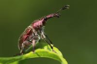 Rhynchites auratus