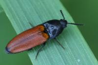 Ampedus