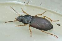 Parophonus maculicornis