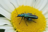 Oedemera nobilis