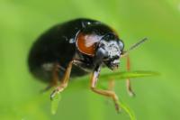 Smaragdina aurita