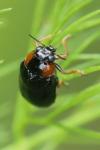 Smaragdina aurita