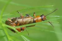 Orsodacne cerasi