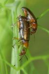 Orsodacne cerasi