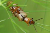 Orsodacne cerasi