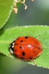 Harmonia axyridis