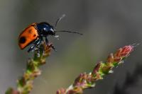 Cryptocephalus bipunctatus