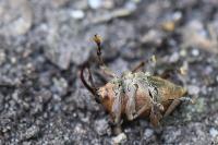 Curculio glandium