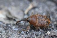 Curculio glandium