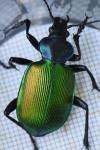 Calosoma sycophanta