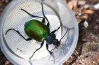 Calosoma sycophanta