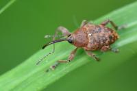 Curculio glandium