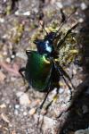 Calosoma sycophanta