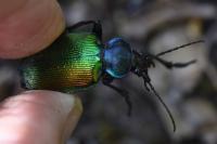 Calosoma sycophanta