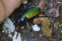 Calosoma sycophanta
