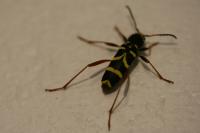 Clytus arietis