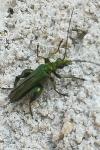 Oedemera nobilis