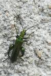 Oedemera nobilis