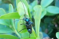 Oedemera nobilis