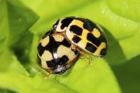 Propylea quatuordecimpunctata