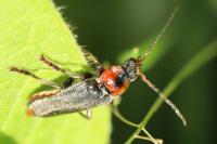 Cantharis fusca