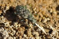Elaphrus riparius