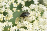 Oxythyrea funesta