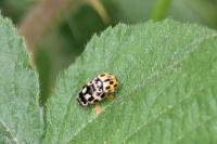 Propylea quatuordecimpunctata