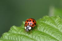 Harmonia axyridis