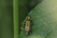 Oedemera nobilis