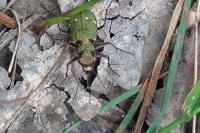 Cicindela campestris