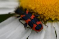 Trichodes alvearius