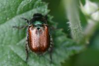 Phyllopertha horticola