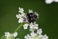 Valgus hemipterus