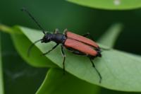 Anastrangalia dubia