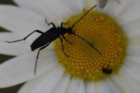 Rutpela nigra