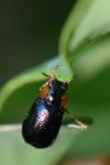 Smaragdina affinis