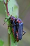 Cantharis rustica
