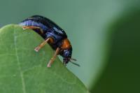Smaragdina affinis