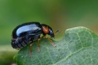 Smaragdina affinis