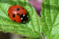 Coccinella septempunctata