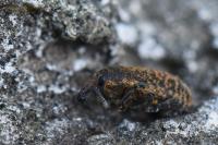 Larinus